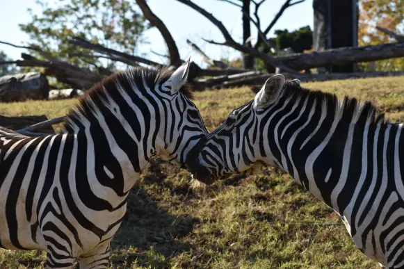 CrazyFox Casino Suporte